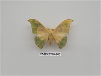 藏品(尺蛾366)的圖片